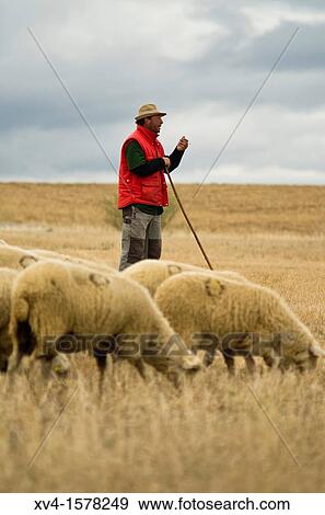 Traditional day of trashumance in Bardenas Reales Nature Park Navarre, Spain View Large Photo Image Stock Photo - Traditional day of trashumance in Bardenas Reales Nature Park Navarre, Spain. Fotosearch