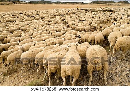 Stock Photo - Traditional day of trashumance in Bardenas Reales Nature Park Navarre, Spain. Fotosearch
