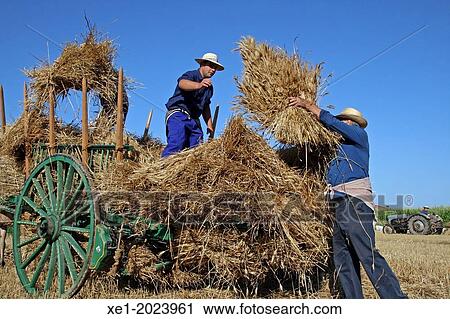Traditional grain harvest collection, La Fuliola, Urgell, Catalonia, Spain View Large Photo Image Stock Image - Traditional grain harvest collection, La Fuliola, Urgell, Catalonia, Spain. Fotosearch