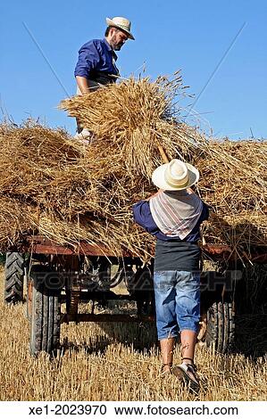 Traditional grain harvest collection, La Fuliola, Urgell, Catalonia, Spain View Large Photo Image Stock Image - Traditional grain harvest collection, La Fuliola, Urgell, Catalonia, Spain. Fotosearch