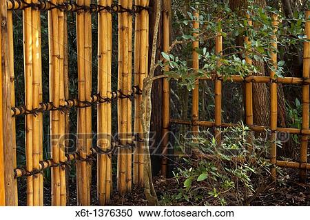 Traditional Japanese bamboo fence tied with black cord in a garden View Large Photo Image Stock Image - Traditional Japanese bamboo fence tied with black cord in a garden. Fotosearch