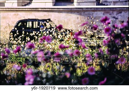 Traditional London black taxi seen through flowers in front of the south entrance to St Paul's Cathedral in the heart of London, England View Large Photo Image Stock Photo - Traditional London black taxi seen through flowers in front of the south entrance to St Paul's Cathedral in the heart of London, England. Fotosearch