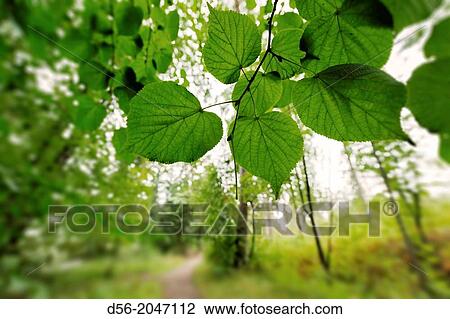 Traditional outdoor museum, Seurasaari park, Helsinki, Finland. View Large Photo Image Stock Image - Traditional outdoor museum, Seurasaari park, Helsinki, Finland.. Fotosearch