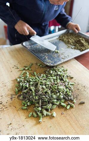 Picture - Traditional Shaolin herbs being prepared at the San Huang Zhai Monastery on the Song Mountain, China. Fotosearch