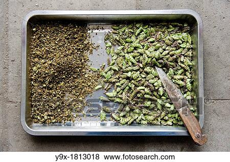 Traditional Shaolin herbs being prepared at the San Huang Zhai Monastery on the Song Mountain, China View Large Photo Image Stock Photo - Traditional Shaolin herbs being prepared at the San Huang Zhai Monastery on the Song Mountain, China. Fotosearch