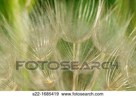Tragopogon pratensis, Meadow Salsify, Cabruna Barba. View Large Photo Image Stock Photo - Tragopogon pratensis, Meadow Salsify, Cabruna Barba.. Fotosearch