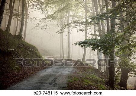 Trail, forest in mist. Belate, Baztan valley, Navarra View Large Photo Image Stock Photography - Trail, forest in mist. Belate, Baztan valley, Navarra. Fotosearch
