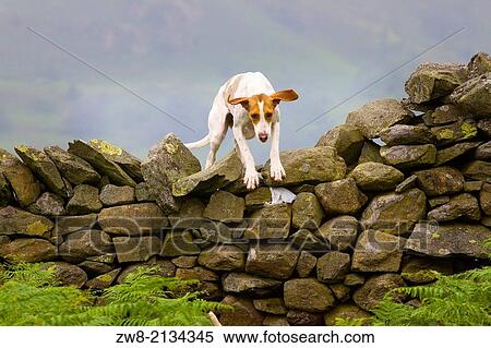 Stock Photography - Trail hound jumping a drystone wall at Rydal Sheepdog Trials and Hound Show, Rydal Hall, near Ambleside, The Lake District, Cumbria, England, UK.. Fotosearch