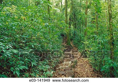 Trail in Monteverde cloud forest Preserve. Costa Rica View Large Photo Image Stock Photo - Trail in Monteverde cloud forest Preserve. Costa Rica. Fotosearch