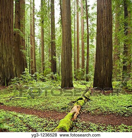 Trail through forest, Humbolt Redwoods state park, California View Large Photo Image Stock Photo - Trail through forest, Humbolt Redwoods state park, California. Fotosearch