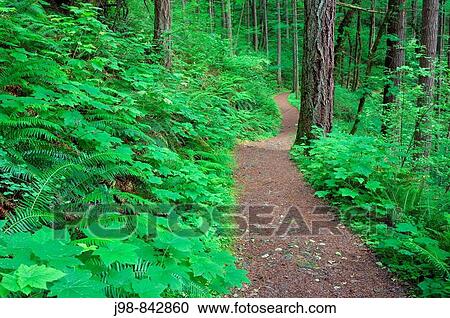 Trail to Elowah Falls John Yeon State Park, Columbia River Gorge National Scenic Area, Multnomah County, Oregon, USA, America View Large Photo Image Stock Image - Trail to Elowah Falls John Yeon State Park, Columbia River Gorge National Scenic Area, Multnomah County, Oregon, USA, America. Fotosearch