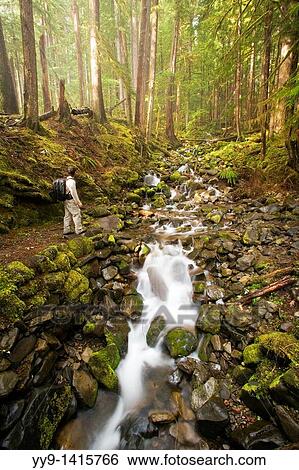 Trail to Sol Duc Falls - Olympic National Park, Washington View Large Photo Image Stock Photograph - Trail to Sol Duc Falls - Olympic National Park, Washington. Fotosearch