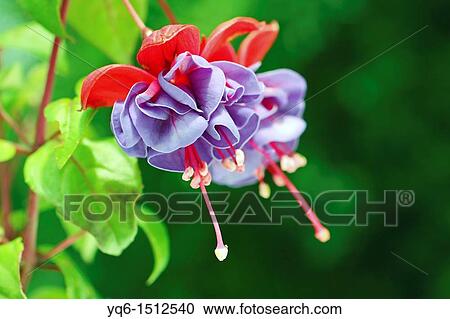 Trailing fuchsia, Cliantha, close up View Large Photo Image Stock Image - Trailing fuchsia, Cliantha, close up. Fotosearch