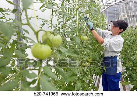 Training tomato plants using hand fastener machine, soiless culture of tomatoes on cocoa fiber growing medium suported by heating, greenhouses, Neiker-Tecnalia, Institute for Agricultural Research and Development, Derio, Biscay, Basque Country, Spain View Large Photo Image Stock Photograph - Training tomato plants using hand fastener machine, soiless culture of tomatoes on cocoa fiber growing medium suported by heating, greenhouses, Neiker-Tecnalia, Institute for Agricultural Research and Development, Derio, Biscay, Basque Country, Spain. Fotosearch