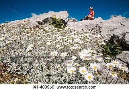 Tramper and alpine daisies on Mt. Owen. Kahurangi NP. New Zealand View Large Photo Image Stock Photograph - Tramper and alpine daisies on Mt. Owen. Kahurangi NP. New Zealand. Fotosearch
