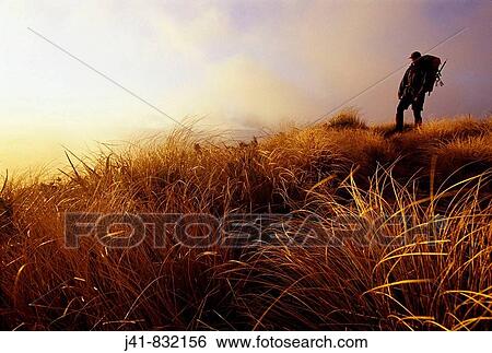Tramper at dawn on Daphne Ridge Ruahine Forest Park New Zealand View Large Photo Image Stock Photograph - Tramper at dawn on Daphne Ridge Ruahine Forest Park New Zealand. Fotosearch