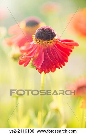Stock Photo - Tranquil summer nature scene, close up of red flower in sunlight.. Fotosearch