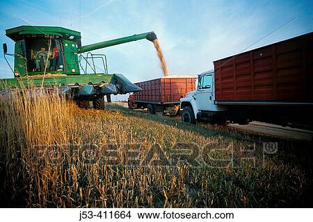 Transferring corn from combine to grain truck. Kansas. USA. View Large Photo Image Picture - Transferring corn from combine to grain truck. Kansas. USA.. Fotosearch