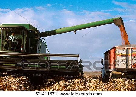 Transferring corn from combine to grain truck. Kansas. USA. View Large Photo Image Stock Image - Transferring corn from combine to grain truck. Kansas. USA.. Fotosearch