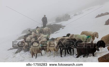 Stock Image - Transhumance - the great sheep trek across the main alpine crest in the Otztal Alps between South Tyrol, Italy, and North Tyrol, Austria. Fotosearch