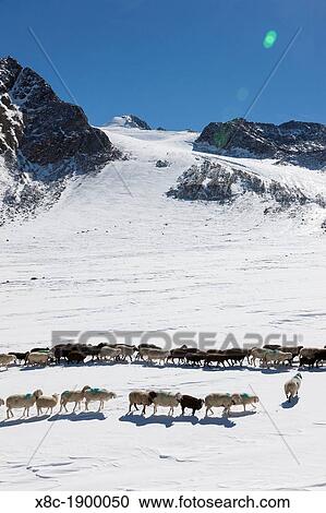 Transhumance - the great sheep trek across the main alpine crest in the Oetztal Alps between South Tyrol, Italy, and North Tyrol, Austria View Large Photo Image Stock Image - Transhumance - the great sheep trek across the main alpine crest in the Oetztal Alps between South Tyrol, Italy, and North Tyrol, Austria. Fotosearch