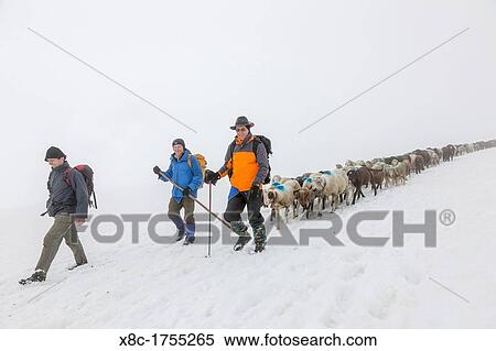 Transhumance - the great sheep trek across the main alpine crest in the Otztal Alps between South Tyrol, Italy, and North Tyrol, Austria View Large Photo Image Stock Photography - Transhumance - the great sheep trek across the main alpine crest in the Otztal Alps between South Tyrol, Italy, and North Tyrol, Austria. Fotosearch