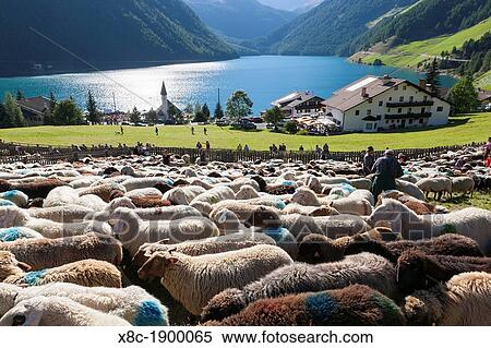 Transhumance - the great sheep trek across the main alpine crest in the Oetztal Alps between South Tyrol, Italy, and North Tyrol, Austria View Large Photo Image Stock Photography - Transhumance - the great sheep trek across the main alpine crest in the Oetztal Alps between South Tyrol, Italy, and North Tyrol, Austria. Fotosearch