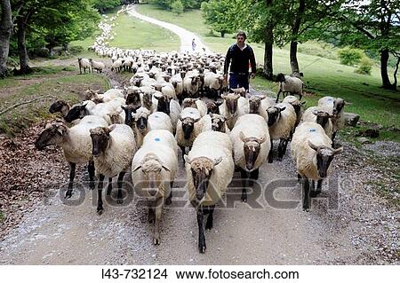 Transhumance to higher pastures in Urbia from? caser? o? (typical farm) in the lowland, Basque Country, Spain View Large Photo Image Picture - Transhumance to higher pastures in Urbia from? caser? o? (typical farm) in the lowland, Basque Country, Spain. Fotosearch