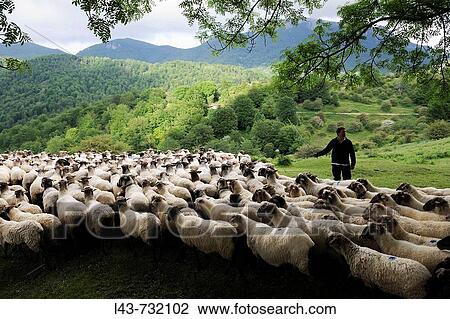 Transhumance to higher pastures in Urbia from? caser? o? (typical farm) in the lowland, Basque Country, Spain View Large Photo Image Stock Image - Transhumance to higher pastures in Urbia from? caser? o? (typical farm) in the lowland, Basque Country, Spain. Fotosearch