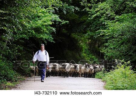 Stock Image - Transhumance to higher pastures in Urbia from? caser? o? (typical farm) in the lowland, Basque Country, Spain. Fotosearch