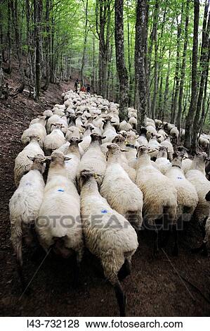 Transhumance to higher pastures in Urbia from? caser? o? (typical farm) in the lowland, Basque Country, Spain View Large Photo Image Stock Photo - Transhumance to higher pastures in Urbia from? caser? o? (typical farm) in the lowland, Basque Country, Spain. Fotosearch