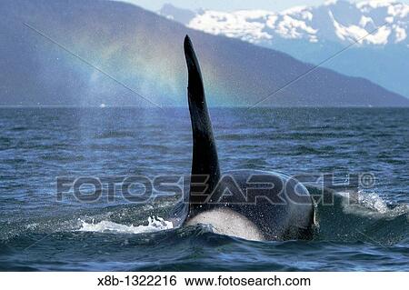 Transient Bull Orca Orcinus orca - also called Killer Whale - travelling note rainbow in blow in Stephen's passage, Southeast Alaska, USA Pacific Ocean View Large Photo Image Stock Photograph - Transient Bull Orca Orcinus orca - also called Killer Whale - travelling note rainbow in blow in Stephen's passage, Southeast Alaska, USA Pacific Ocean. Fotosearch