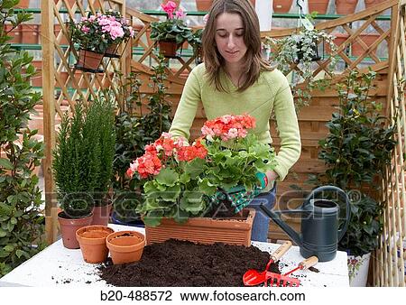 Transplanting flowers, geraniums in garden centre. Gabiria, Gipuzkoa, Euskadi, Spain View Large Photo Image Stock Image - Transplanting flowers, geraniums in garden centre. Gabiria, Gipuzkoa, Euskadi, Spain. Fotosearch