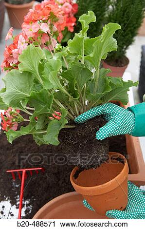 Transplanting flowers, removing geranium from pot. Gabiria, Gipuzkoa, Euskadi, Spain View Large Photo Image Stock Image - Transplanting flowers, removing geranium from pot. Gabiria, Gipuzkoa, Euskadi, Spain. Fotosearch