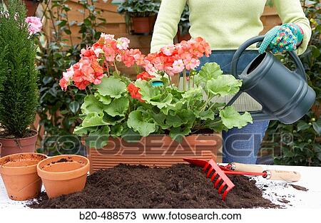 Transplanting flowers, watering plants, geraniums, garden centre. Gabiria, Gipuzkoa, Euskadi, Spain View Large Photo Image Stock Image - Transplanting flowers, watering plants, geraniums, garden centre. Gabiria, Gipuzkoa, Euskadi, Spain. Fotosearch