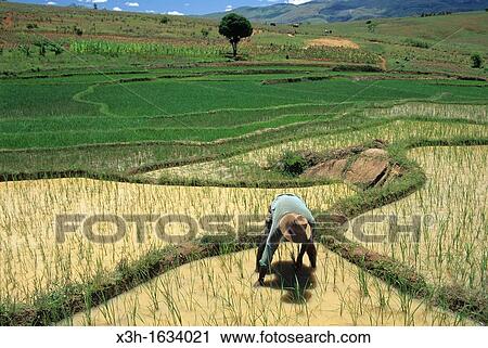 transplanting, paddy field in Central Highlands, Republic of Madagascar, Indian Ocean View Large Photo Image Stock Image - transplanting, paddy field in Central Highlands, Republic of Madagascar, Indian Ocean. Fotosearch
