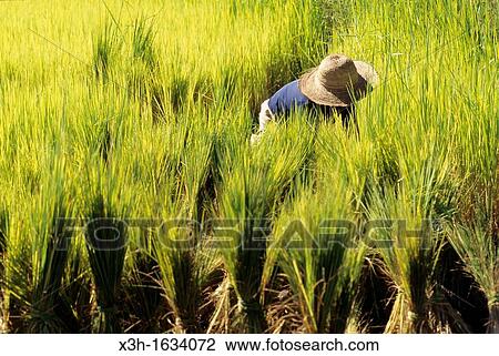 Stock Image - transplanting, paddy field in Central Highlands, Republic of Madagascar, Indian Ocean. Fotosearch