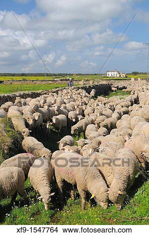 Trashumance, Caceres province, Extremadura, Spain View Large Photo Image Picture - Trashumance, Caceres province, Extremadura, Spain. Fotosearch
