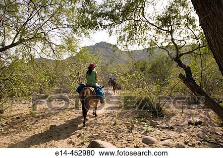 Travel. Sierra de la Giganta, riding mules along San Javier Creek enroute to San Ignatio, winter. Baja California Sur, Mexico. View Large Photo Image Stock Image - Travel. Sierra de la Giganta, riding mules along San Javier Creek enroute to San Ignatio, winter. Baja California Sur, Mexico.. Fotosearch