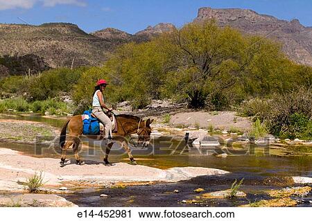 Travel. Sierra de la Giganta, riding mules along San Javier Creek enroute to San Ignatio, winter. Baja California Sur, Mexico. View Large Photo Image Stock Image - Travel. Sierra de la Giganta, riding mules along San Javier Creek enroute to San Ignatio, winter. Baja California Sur, Mexico.. Fotosearch
