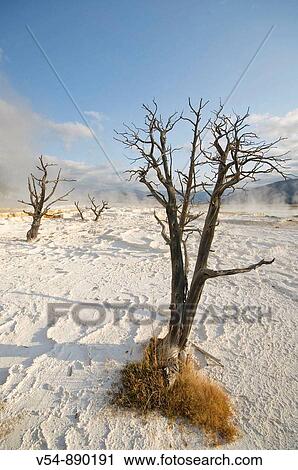 Stock Image - Travertine Terraces, Mammoth Hot Springs, Yellowstone National Park, Wyoming, USA. Fotosearch