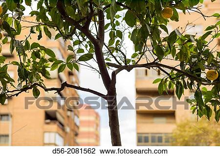 Stock Image - tree and buildings, Valencia, Spain.. Fotosearch