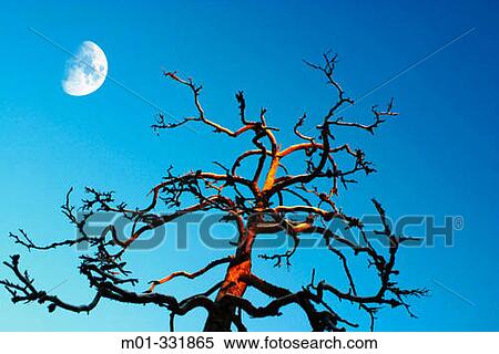 Tree and moon View Large Photo Image Stock Photography - Tree and moon. Fotosearch