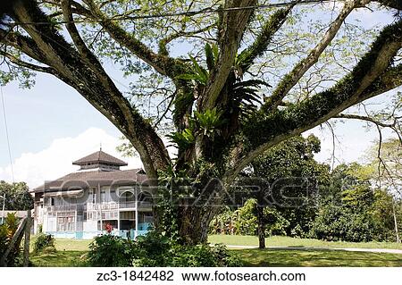 Tree and old house, Kuala Kangsar, Perak, Malaysia. View Large Photo Image Stock Image - Tree and old house, Kuala Kangsar, Perak, Malaysia.. Fotosearch