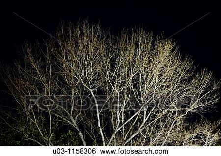 Tree at night View Large Photo Image Stock Photograph - Tree at night. Fotosearch