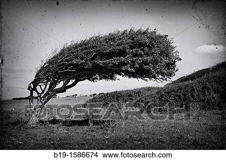 Tree bent by the wind, Seven Sisters, South Downs National Park, England, United Kingdom, Europe View Large Photo Image Picture - Tree bent by the wind, Seven Sisters, South Downs National Park, England, United Kingdom, Europe. Fotosearch