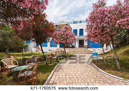 Tree blossoms in a small garden in Sidi Bou Said, Tunisia. View Large Photo Image Stock Photography - Tree blossoms in a small garden in Sidi Bou Said, Tunisia.. Fotosearch