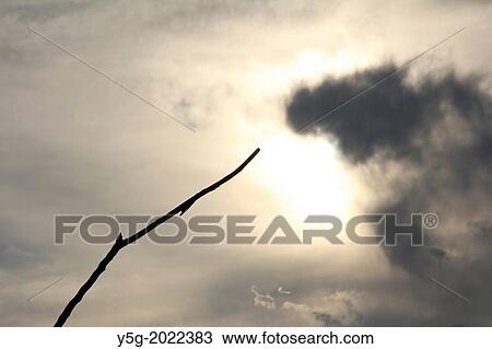 tree branch against dark sky View Large Photo Image Stock Image - tree branch against dark sky. Fotosearch
