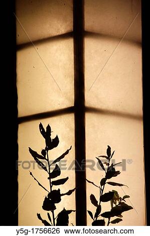 Stock Photograph - tree branch silhouette against a lamp outdoors. Fotosearch