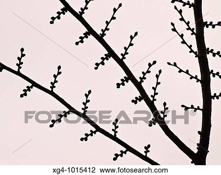 Tree branches in winter View Large Photo Image Stock Image - Tree branches in winter. Fotosearch